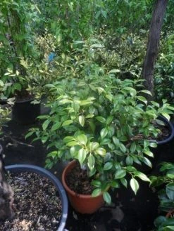 Camelia (Camellia, Wit) 15 Camelia (Camellia, Wit) -Groene Wereld camellia japonica 60 80 c20 25 1