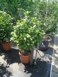 Camelia (Camellia, Wit) -Groene Wereld camellia japonica 80 100 1 2