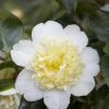 Camelia (Camellia Japonica 'Brushfield's Yellow') -Groene Wereld camellia japonica brushfield s yellow 1