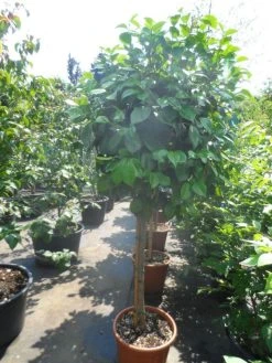 Camelia Op Stam (Camellia Japonica) -Groene Wereld camellia japonica halfstam c35 50 2