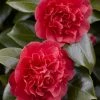 Camelia (Camellia Japonica 'Kramer's Supreme') 2 Camelia (Camellia Japonica 'Kramer's Supreme') -Groene Wereld camellia japonica kramer s supreme