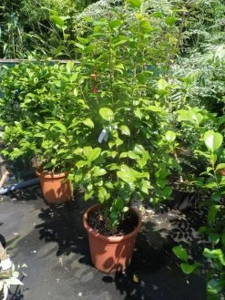 Camelia (Camellia, Rood) 23 Camelia (Camellia, Rood) -Groene Wereld camellia japonica wit 80 100 125