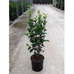 Camelia (Camellia Japonica ‘Perfection White’) -Groene Wereld camellia perfection white c7 1