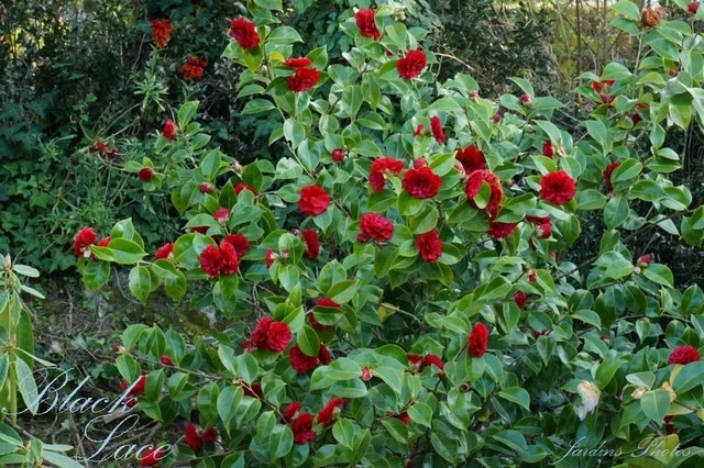 Camellia (Camellia Japonica 'Black Lace') 5 Camellia (Camellia Japonica 'Black Lace') - Afbeelding 3
