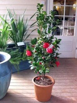 Camellia (Camellia Japonica 'Black Lace') -Groene Wereld camellia ret. black lace 2 1