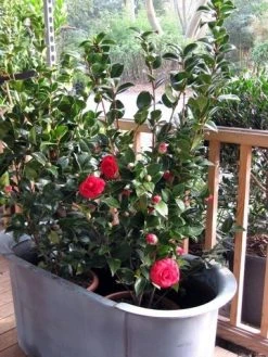 Camellia (Camellia Japonica 'Black Lace') -Groene Wereld camellia ret. black lace 3 1