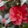 Camelia (Camellia Reticulata 'Mary Williams') -Groene Wereld camellia reticulata mary williams 2