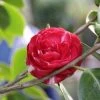Camelia (Camellia, Rood) -Groene Wereld camellia rood 1
