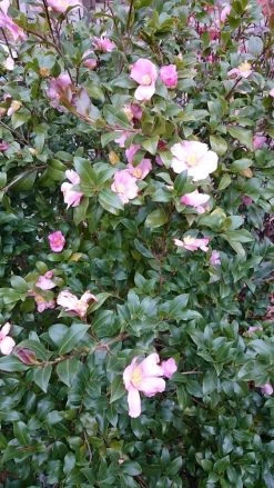 Camelia Als Boom (Camellia Sasanqua) -Groene Wereld camellia sasangua 2 1