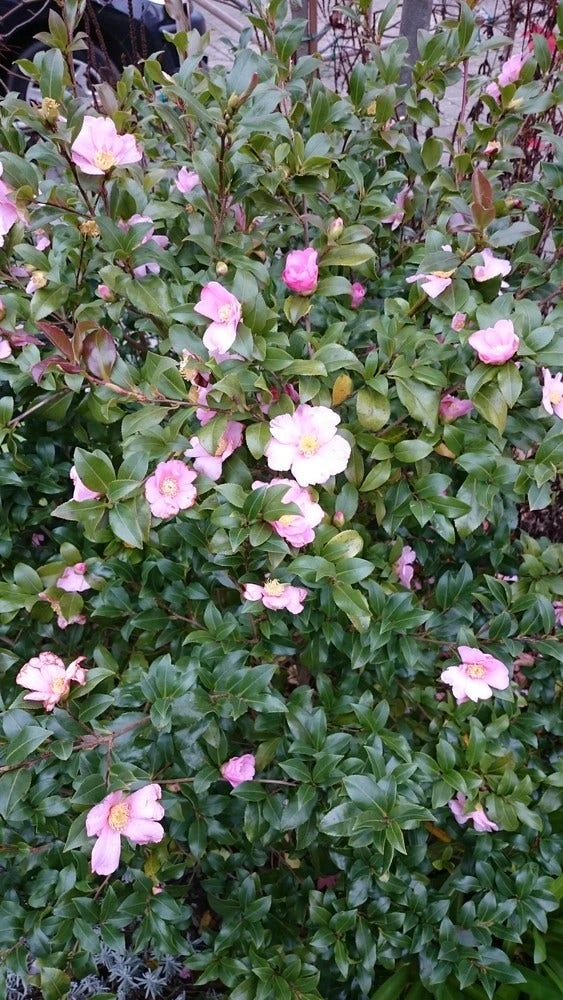 Camelia Als Bonsai (Camellia Sasanqua) 7 Camelia Als Bonsai (Camellia Sasanqua) - Afbeelding 5