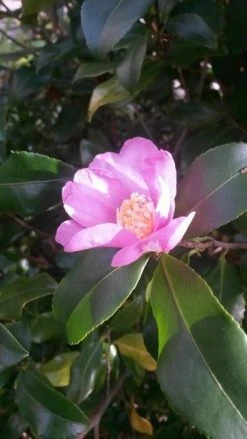 Camelia (Camellia Sasanqua) -Groene Wereld camellia sasanqua 1 1