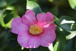Camelia (Camellia Sasanqua) -Groene Wereld camellia sasanqua 2 1 1