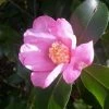 Camelia (Camellia Sasanqua) -Groene Wereld camellia sasanqua 3 1