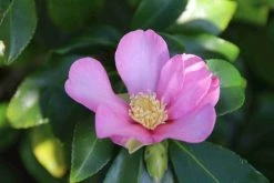 Camelia (Camellia Sasanqua) -Groene Wereld camellia sasanqua 3 1