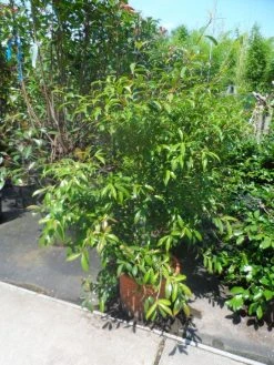 Camelia (Camellia Sasanqua) -Groene Wereld camellia sasanqua 60 80 100 c25 1