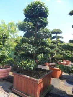 Camelia Als Bonsai (Camellia Sasanqua) 15 Camelia Als Bonsai (Camellia Sasanqua) -Groene Wereld camellia sasanqua bonsai 200 225 houten bak 1