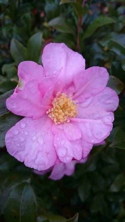 Camelia (Camellia Sasanqua) -Groene Wereld camellia tuin 1