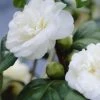 Camelia (Camellia, Wit) -Groene Wereld camellia white