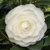 Camelia (Camellia Japonica ‘Perfection White’) -Groene Wereld camellia white p 1