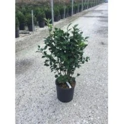 Camelia (Camellia Japonica ‘Perfection White’) -Groene Wereld camellia white perfection 1