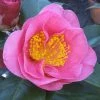 Camelia Als Leivorm (Camellia Japonica 'California') -Groene Wereld camelliacalifornia