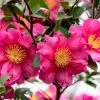 Camelia (Camellia Sasanqua 'Kanjiro') -Groene Wereld camelliakanjiro01