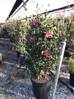 Camelia (Camellia Sasanqua 'Kanjiro') -Groene Wereld camelliasasanquakanjiro 1