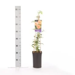 Trompetbloem (Campsis Radicans 'Flava') 7 Trompetbloem (Campsis Radicans 'Flava') -Groene Wereld campsis radicans flava