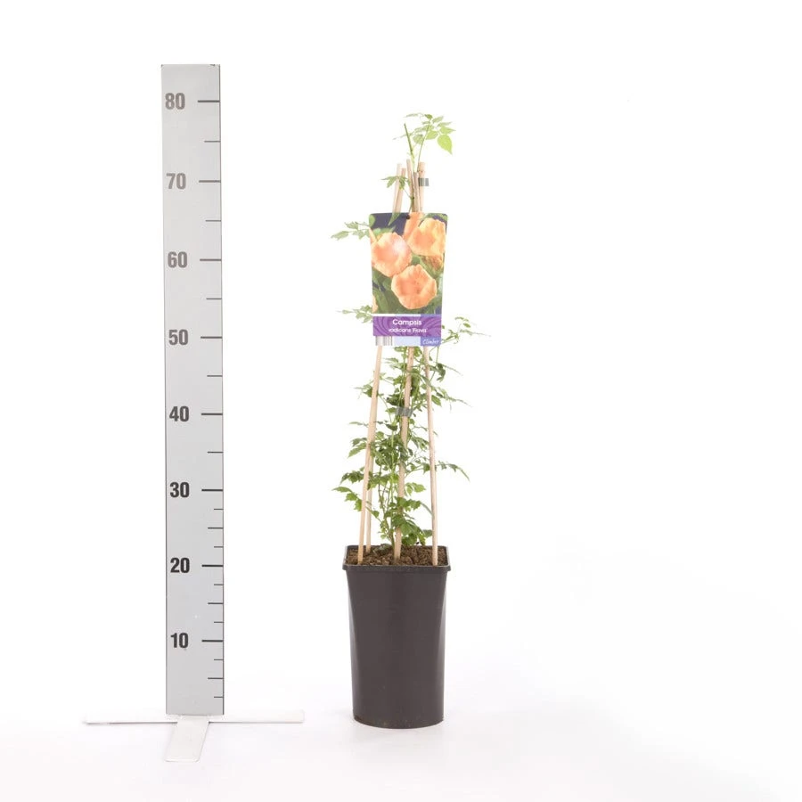 Trompetbloem (Campsis Radicans 'Flava') 5 Trompetbloem (Campsis Radicans 'Flava') - Afbeelding 3