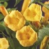 Trompetbloem (Campsis Radicans 'Flava') -Groene Wereld campsis radicans flava 2