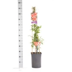 Trompetbloem (Campsis Tagliabuana 'Mme Galen') -Groene Wereld campsis t. madame galen 1.00 1.25