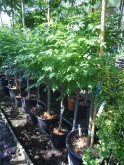 Trompetbloem, Halfstam (Campsis Tagliabuana 'Mme Galen') -Groene Wereld campsis tagliabuana indian summer 60 80stam c20