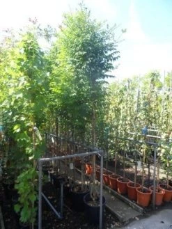 Trompetbloem (Campsis Tagliabuana 'Mme Galen') -Groene Wereld campsis tagliabuana madame galen 200 250 c20 2