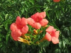 Trompetbloem (Campsis Tagliabuana 'Mme Galen') 19 Trompetbloem (Campsis Tagliabuana 'Mme Galen') -Groene Wereld campsis tagliabuana mme galen 1