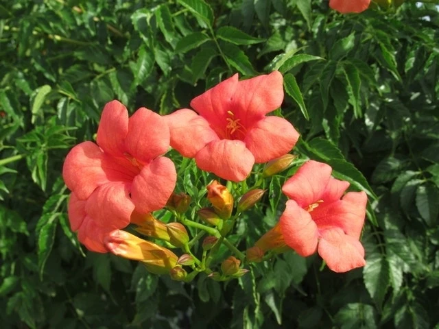 Trompetbloem (Campsis Tagliabuana 'Mme Galen') 11 Trompetbloem (Campsis Tagliabuana 'Mme Galen') - Afbeelding 9