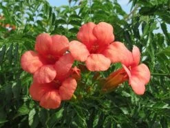 Trompetbloem (Campsis Tagliabuana 'Mme Galen') 18 Trompetbloem (Campsis Tagliabuana 'Mme Galen') -Groene Wereld campsis tagliabuana mme galen 2 1