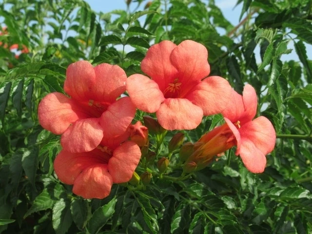 Trompetbloem Als Boom (Campsis Tagliabuana 'Mme Galen')