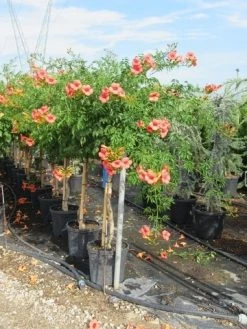 Trompetbloem, Halfstam (Campsis Tagliabuana 'Mme Galen') -Groene Wereld campsis tagliabuana mme galen halfstam