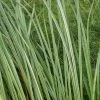 Oeverzegge (Carex Riparia) -Groene Wereld carex riparia