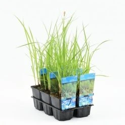 Oeverzegge (Carex Riparia) -Groene Wereld carex riparia 20180424200421 m 10150 p9