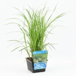 Oeverzegge (Carex Riparia) -Groene Wereld carex riparia 20180425121140 m 12610 p18