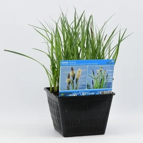 Oeverzegge (Carex Riparia) 7 Oeverzegge (Carex Riparia) - Afbeelding 5