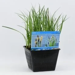 Oeverzegge (Carex Riparia) -Groene Wereld carex riparia 28x28 20180412192544 2
