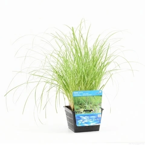 Oeverzegge (Carex Riparia) 9 Oeverzegge (Carex Riparia) - Afbeelding 7