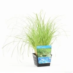 Oeverzegge (Carex Riparia) -Groene Wereld carex riparia s e 12610 p18