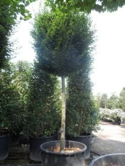 Haagbeuk Als Leiboom (Carpinus Betulus) -Groene Wereld carinus betulus fastigiata 30 40ho c750 leivorm