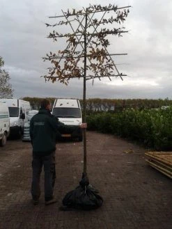 Haagbeuk Als Leiboom (Carpinus Betulus) -Groene Wereld carpinuns betulus lei