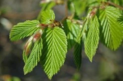 Grote Haagbeuk (Carpinus Betulus) -Groene Wereld carpinus
