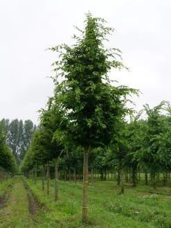Grote Haagbeuk (Carpinus Betulus) -Groene Wereld carpinus betulus s 25 30