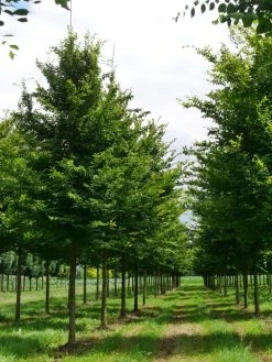 Grote Haagbeuk (Carpinus Betulus) -Groene Wereld carpinus betulus s 30 35